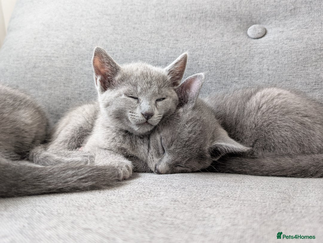 Russian Blue cats for sale: Russian blue babies looking for FOREVER homes - Image 2