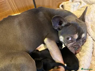 Mixed Breed dogs French bulldog x springer spaniel pups - Advert 12