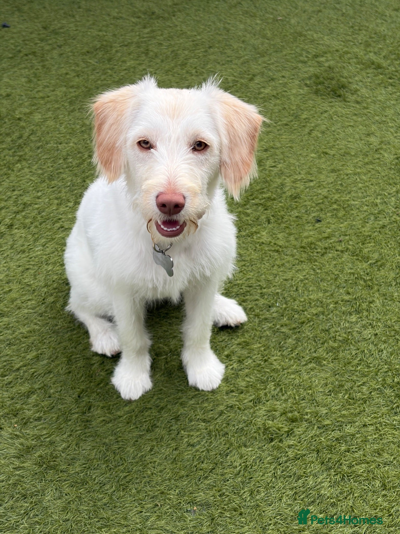 Labradoodle dogs Rosie  - Advert 17