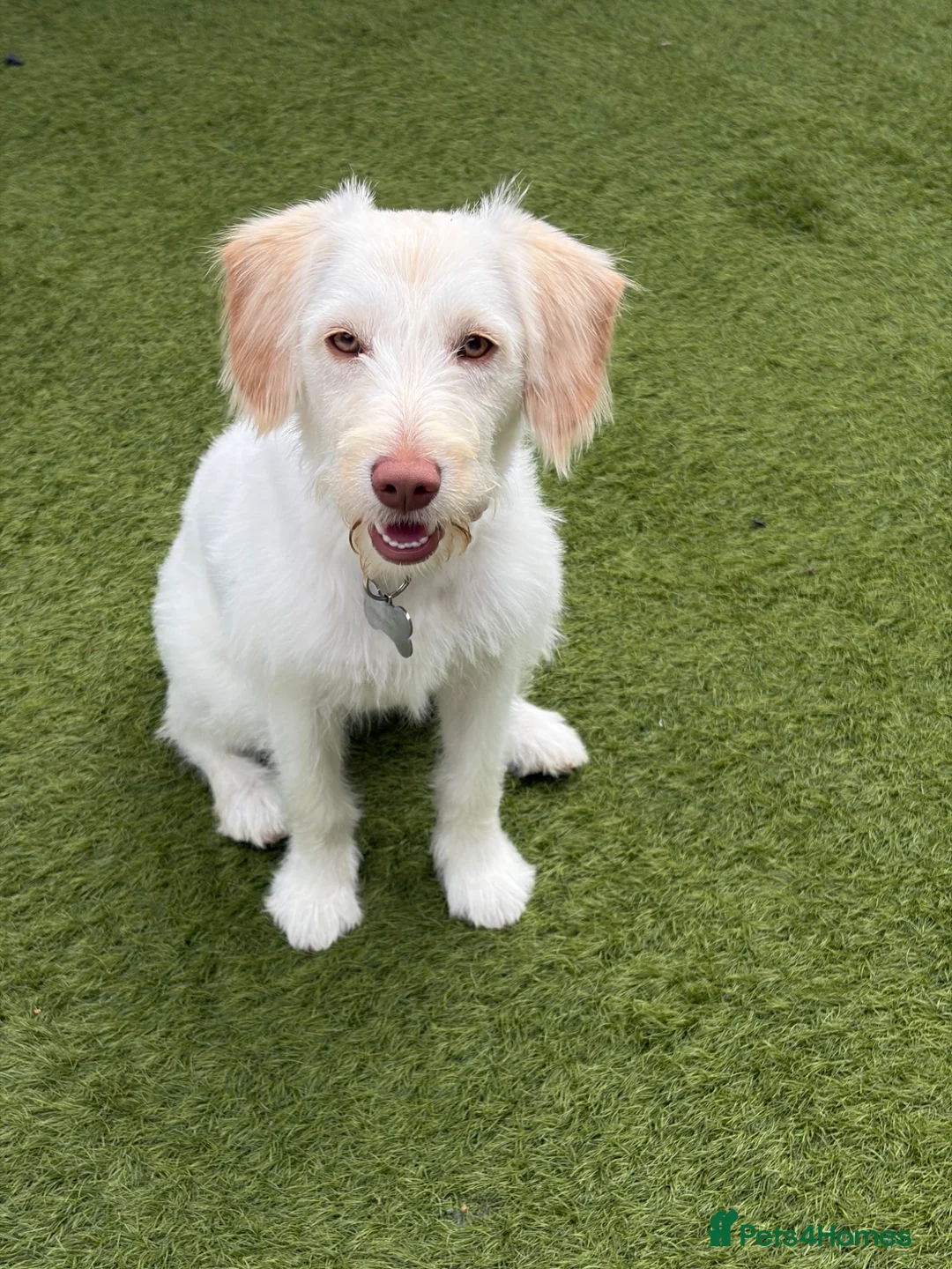 Labradoodle dogs for sale: Rosie  - Advert 1