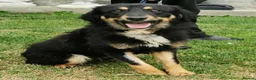 Mixed Breed dogs for adoption:  BROCK– BOY WHO SURVIVED, NOW READY TO THRIVE 💛🐾 - Advert 2
