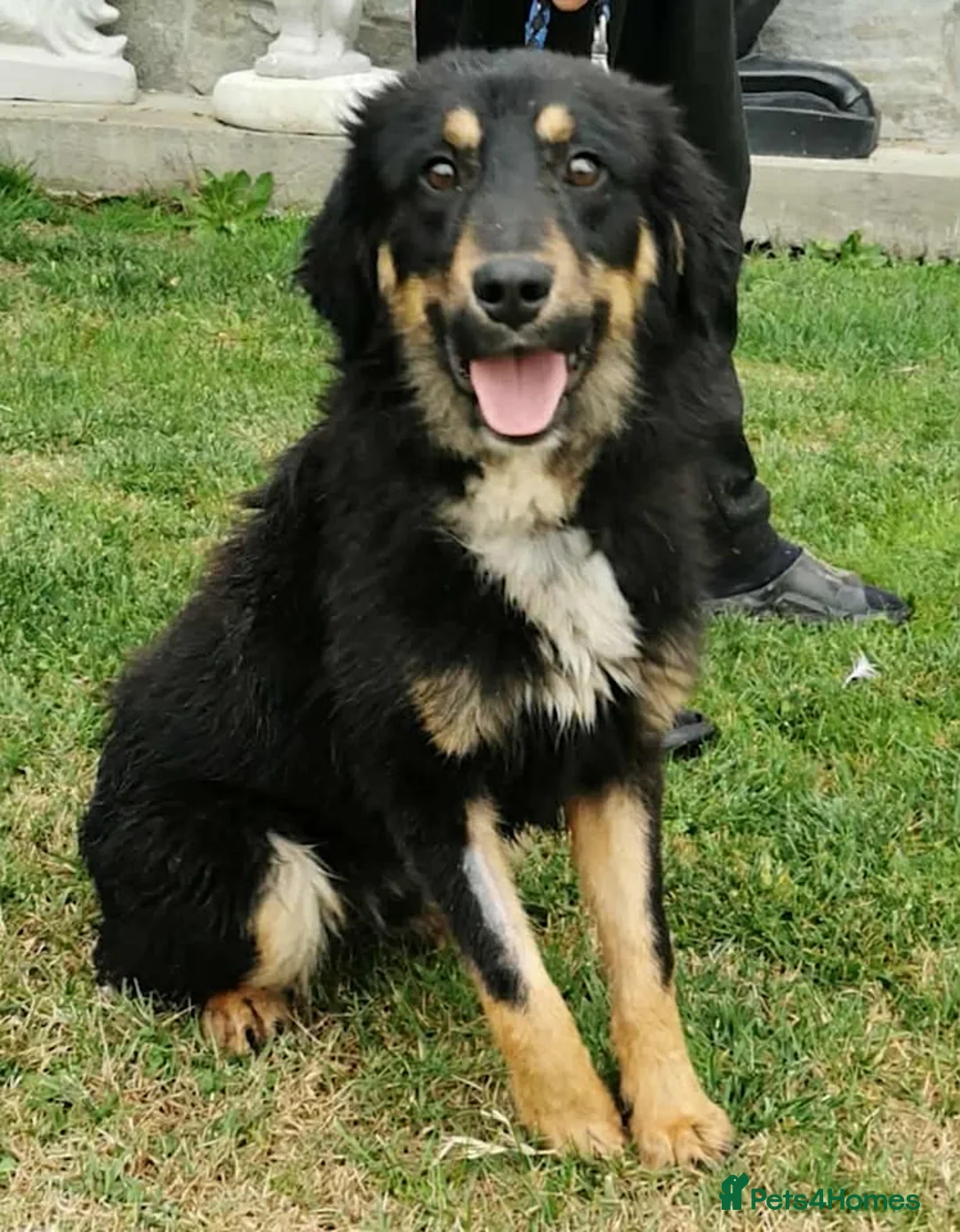 Mixed Breed dogs for adoption:  BROCK– BOY WHO SURVIVED, NOW READY TO THRIVE 💛🐾 - Advert 2