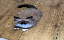Ragdoll cats for sale: Beautiful Ragdoll kittens  - Image 10