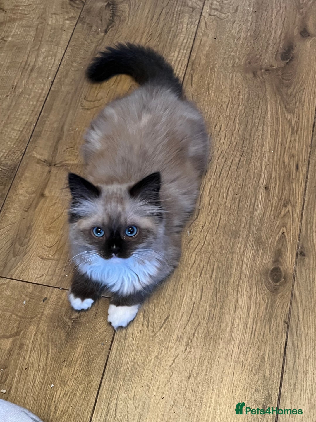 Ragdoll cats for sale: Beautiful Ragdoll kittens  - Image 10