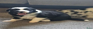 Border Collie 1