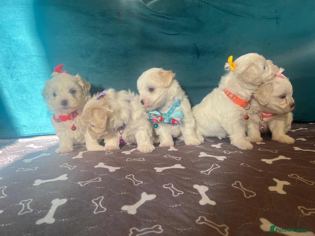 Bichon Frise dogs for sale: Bichon Frise  - Image 3