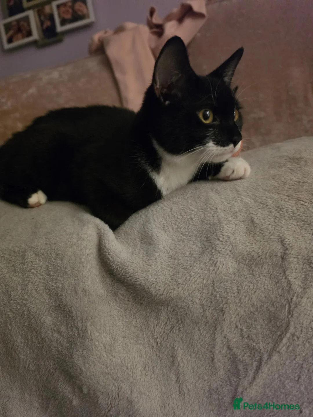 Domestic Shorthair cats for sale: Felix - Advert 6