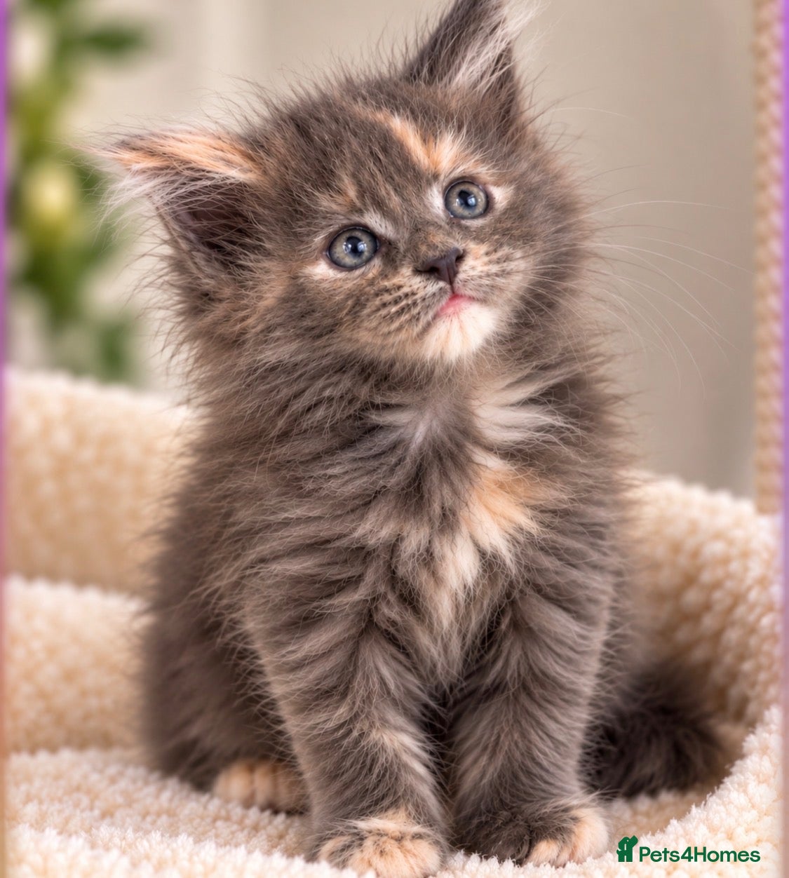 Maine Coon cats READY NOW , TICA REG MAINECOONS  - Advert 1