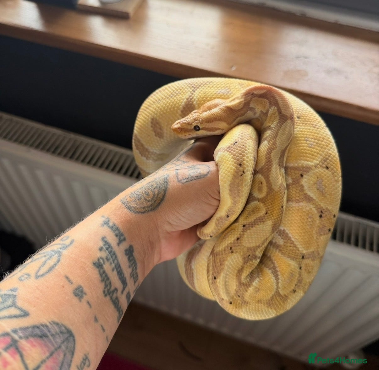 Python Snake reptiles Banana Royal Python will full set up - Advert 3