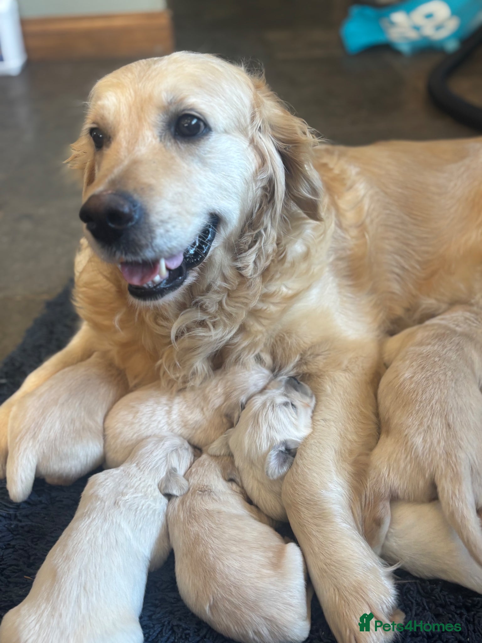 Golden Retriever dogs Kc golden retriever puppies,health tested parents  - Advert 1