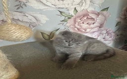 British Longhair cats for sale: British blue kittens  - Image 13