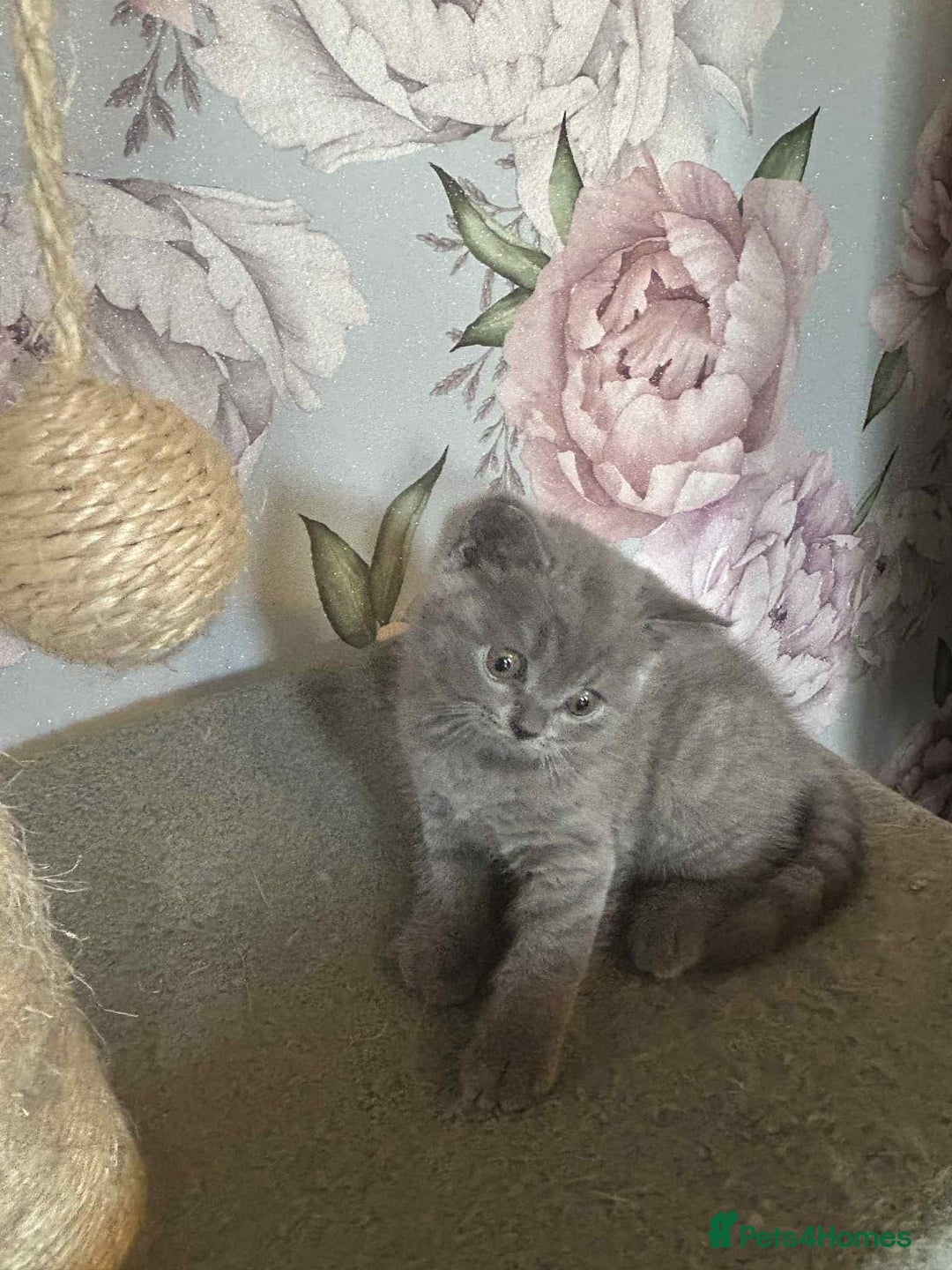 British Longhair cats for sale: British blue kittens  - Image 13
