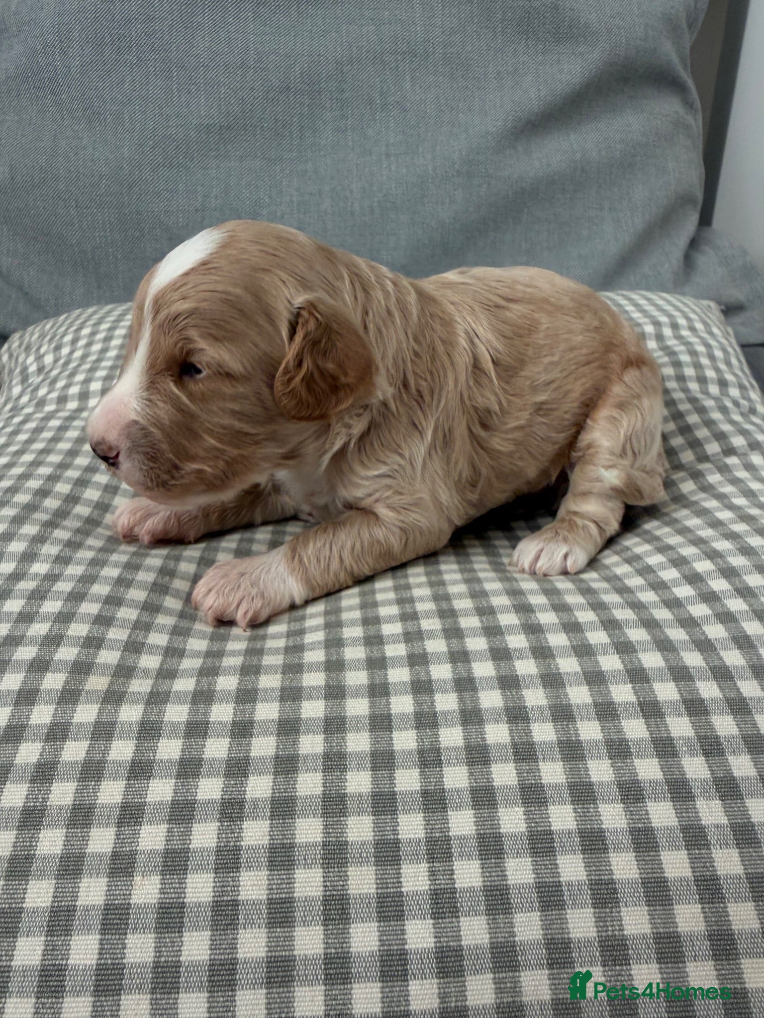 Cockapoo dogs Beautiful Cockapoo Puppies – Fully Health Tested - Advert 2
