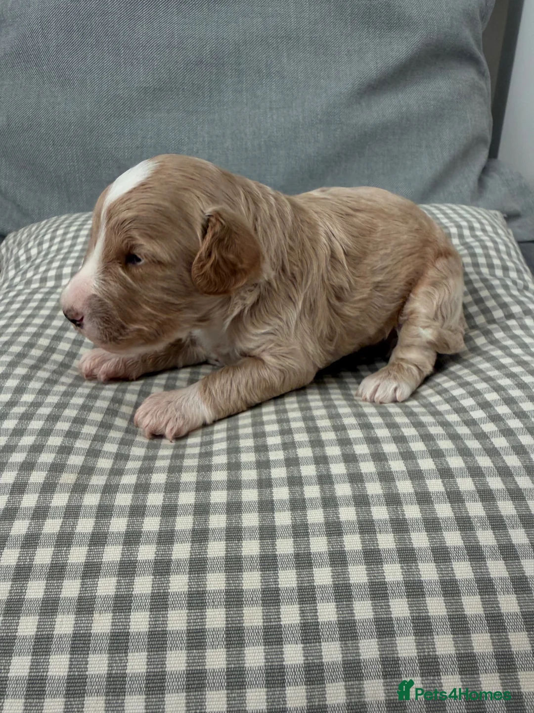 Cockapoo dogs for sale: Beautiful Cockapoo Puppies – Fully Health Tested in Chichester - Advert 2