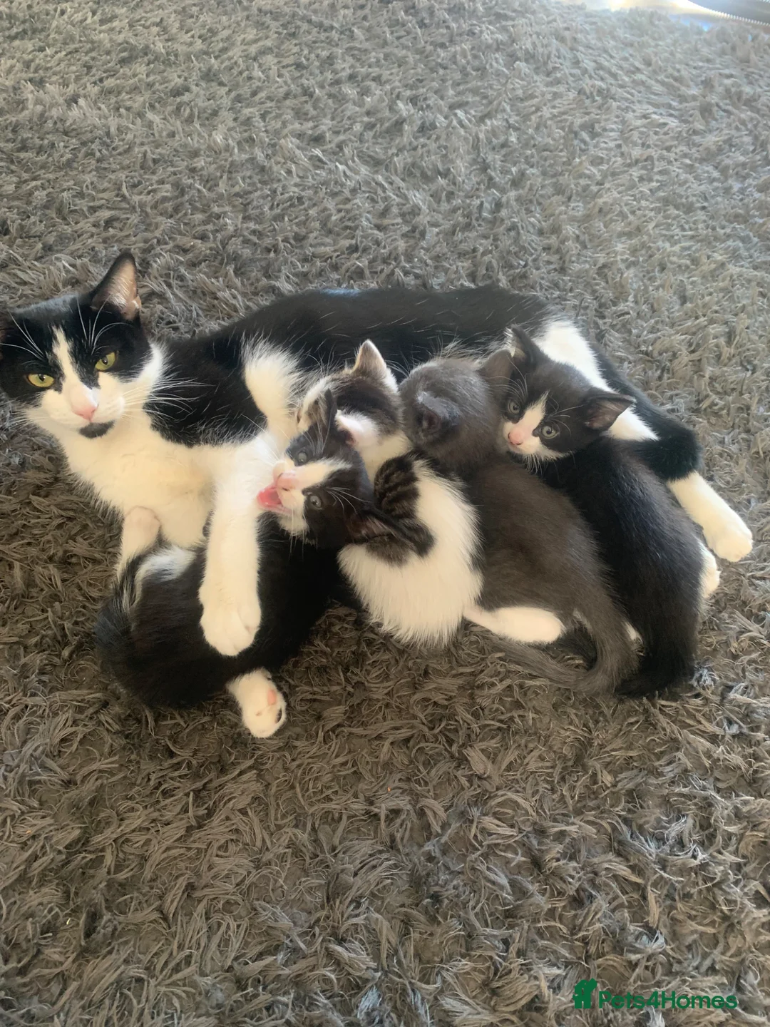 Mixed Breed cats for sale: Beautiful kittens for sale - Advert 22