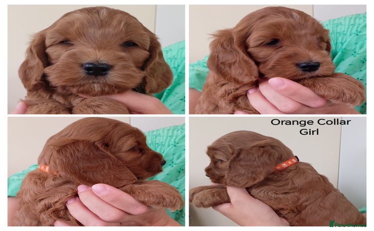 Cockapoo dogs - Advert 2