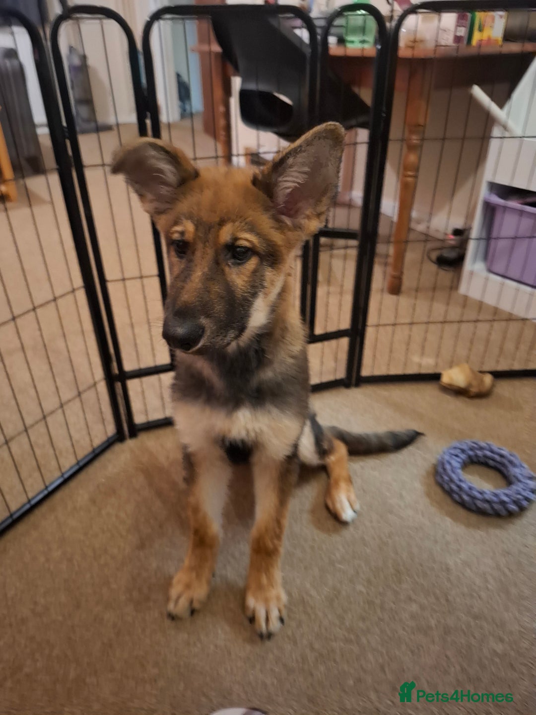 German Shepherd dogs for sale: German shepherd boy 4months - Advert 4