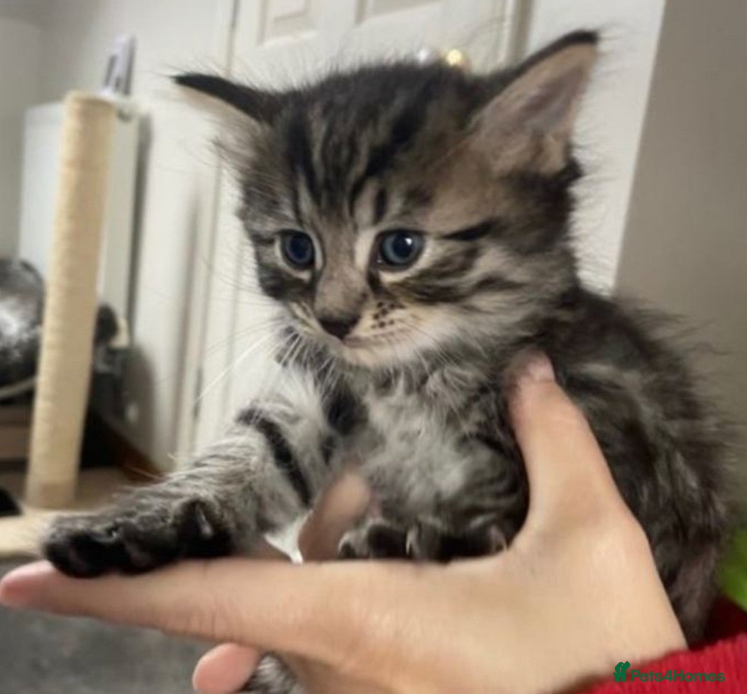 Mixed Breed cats for sale: Cute adorable kittens looking for forever homes  - Advert 6