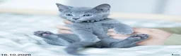 Russian Blue cats for sale: Adorable Russian Blue Kittens. - Advert 23