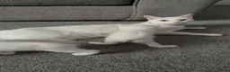 Mixed Breed cats for sale: ** 2 pure white females ** - Advert 1
