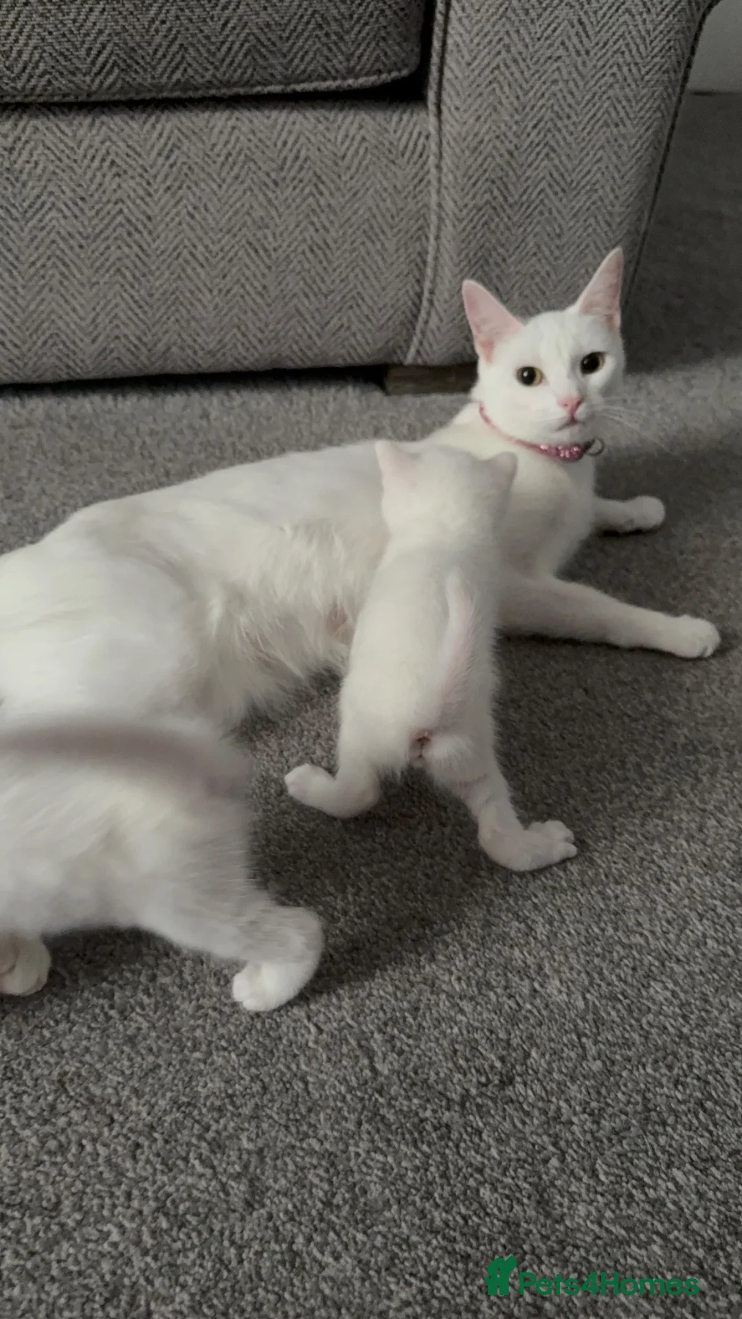 Mixed Breed cats for sale: ** 2 pure white females ** - Advert 1