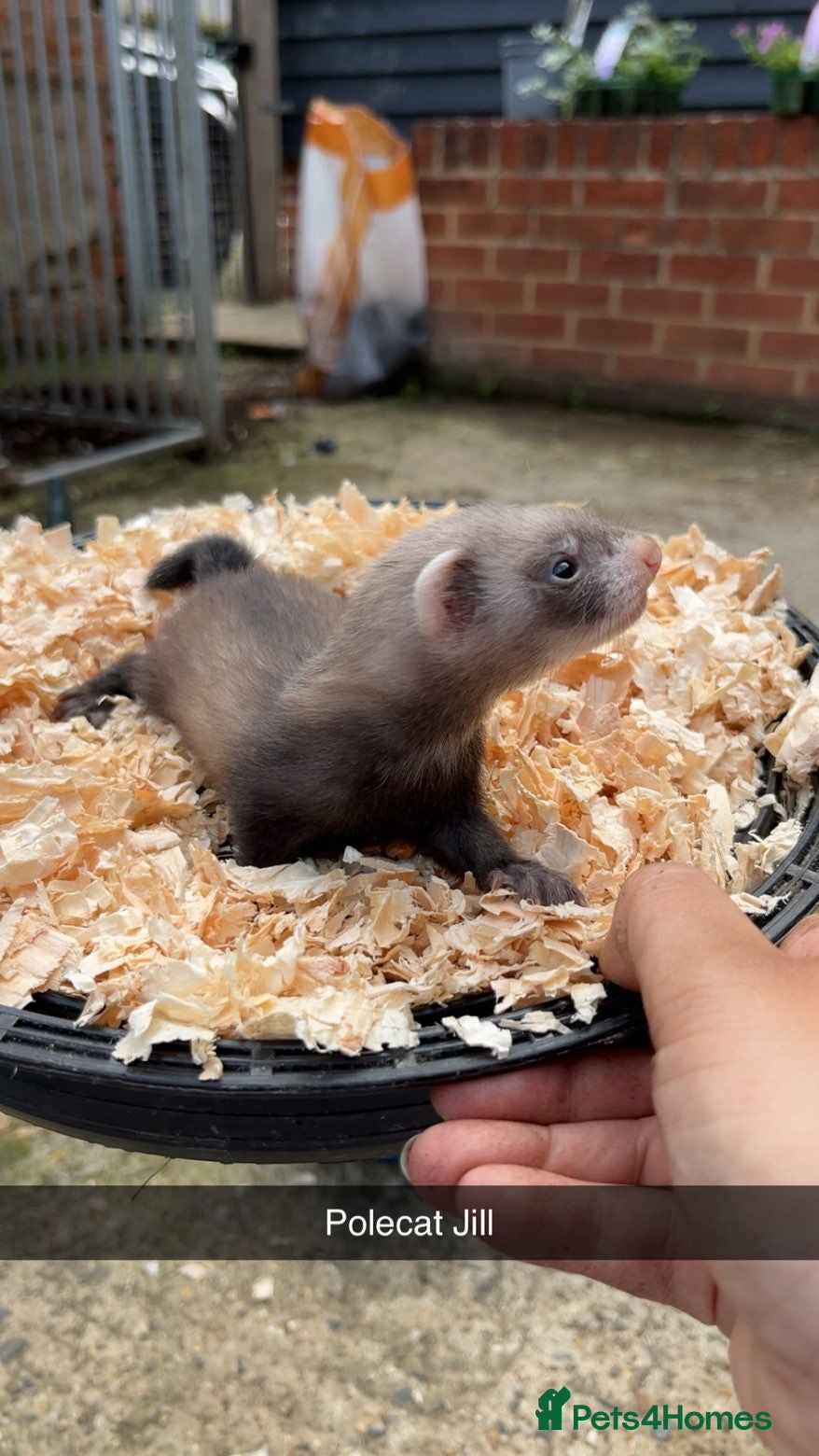 Ferret rodents Ferret Kits - Advert 4