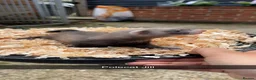 Ferret rodents for sale: Ferret Kits in Bury Saint Edmunds - Advert 1