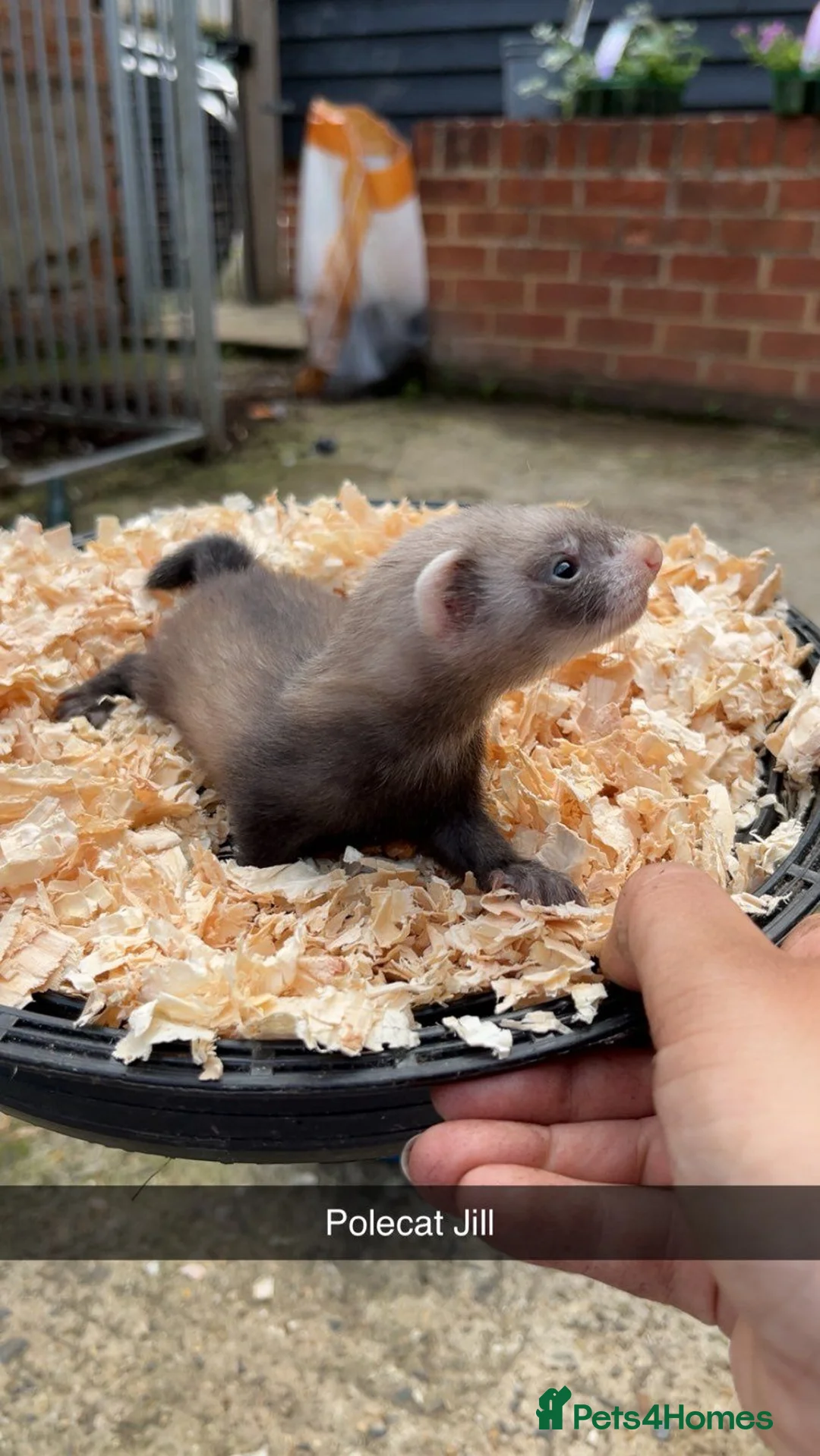 Ferret rodents for sale: Ferret Kits in Bury Saint Edmunds - Advert 1