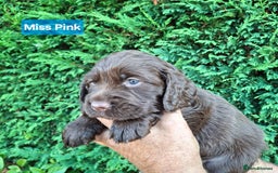 Mixed Breed dogs for sale:  Rare Little Glossy Chunks of Spaniel - Image 4