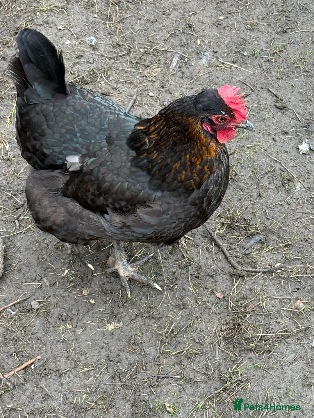 Chickens poultry for sale: Laying hens  - Advert 2