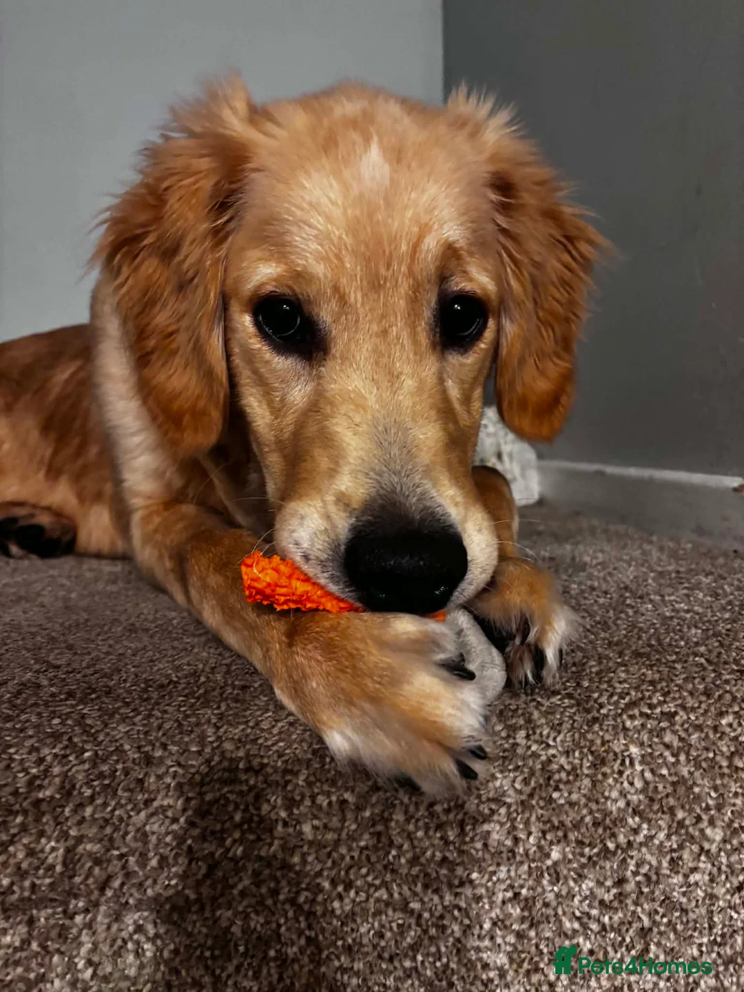 Golden Retriever dogs for sale: Golden retriever for sale in Tamworth - Advert 2