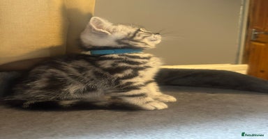 British Shorthair cats - Advert 4