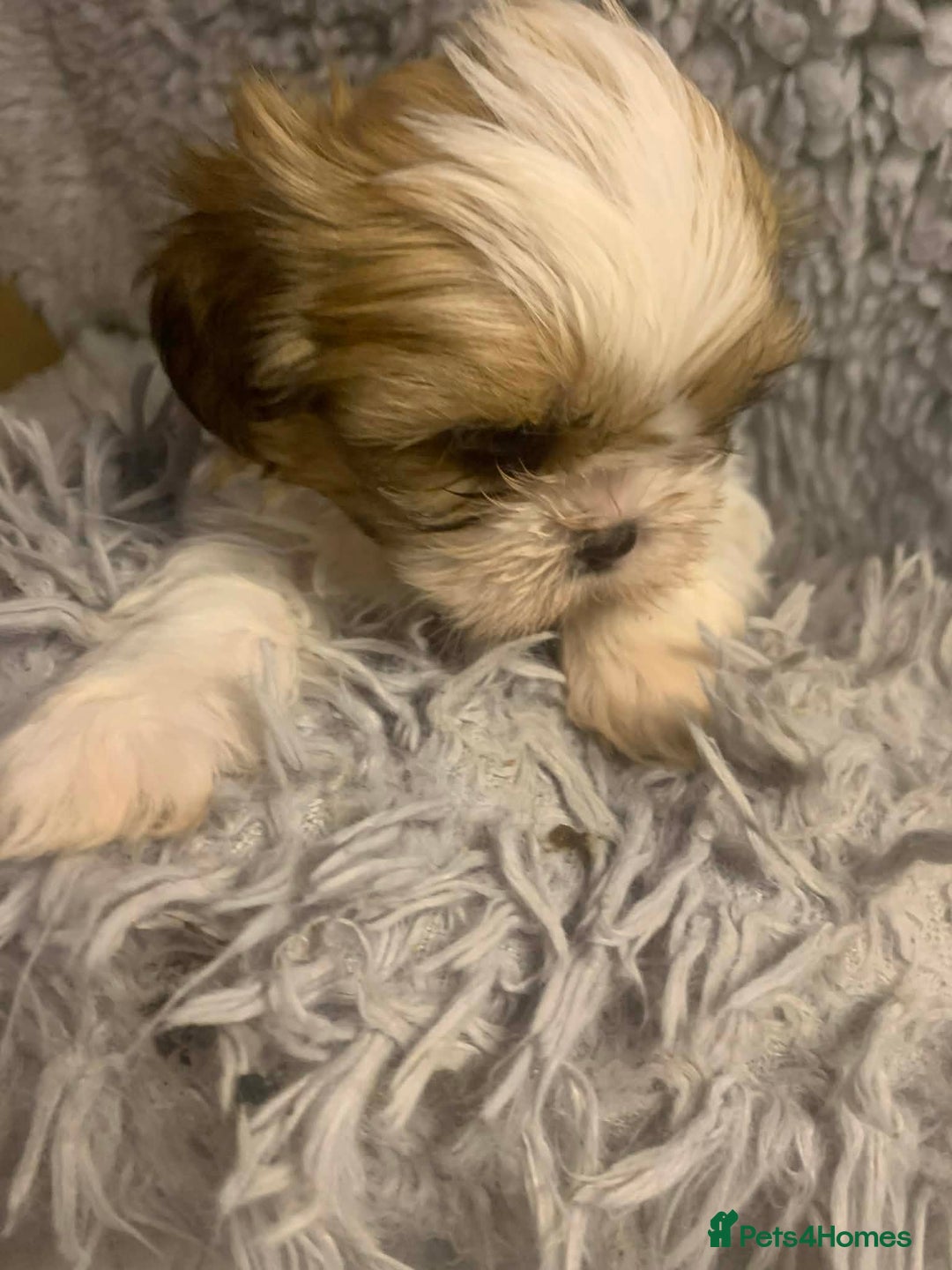 Shih Tzu dogs for sale: Shih Tzu puppies - pure!! - Advert 7