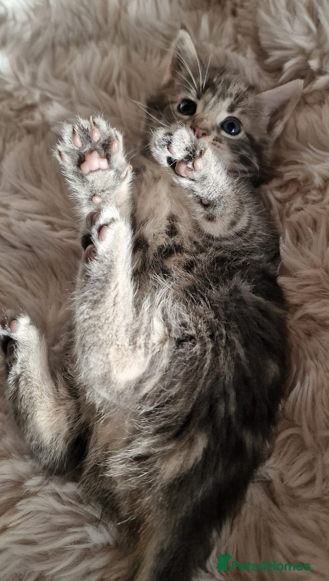 Maine Coon cats for sale: MAINE COONE KITTENS POLYDACTYL&NON POLYDACTYL   - Advert 17