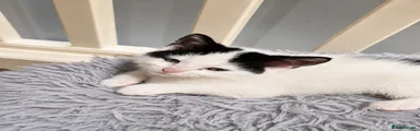 Mixed Breed 1