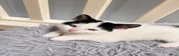 Mixed Breed cats for sale: 4 gorgeous female black and white kittens. - Advert 5