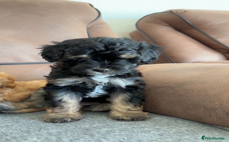 Mixed Breed dogs - Advert 6
