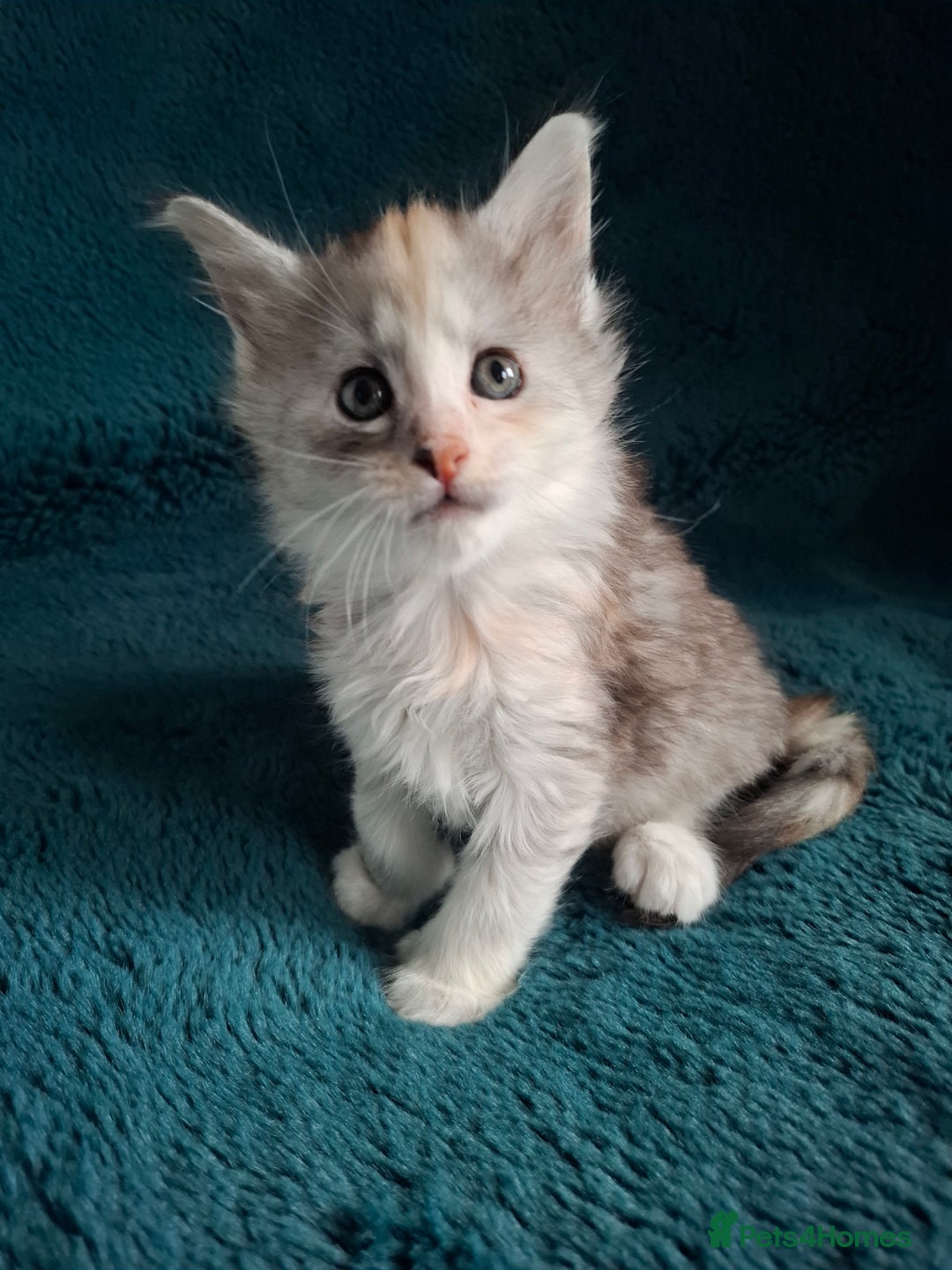 Maine Coon cats for sale: Tica Registered Maine Coon Kittens - Advert 13