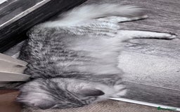 Scottish Fold cats for sale: Beautiful boy needs a new home - Image 4