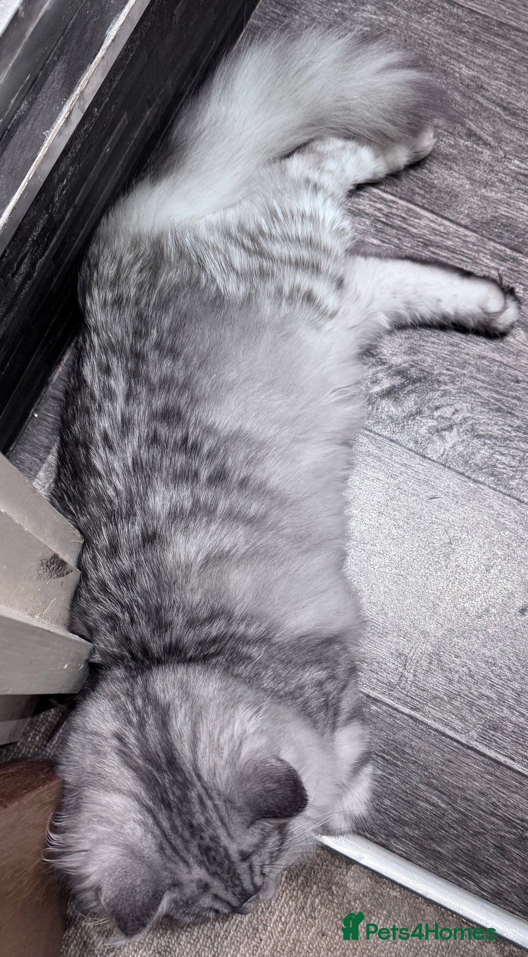 Scottish Fold cats for sale: Beautiful boy needs a new home - Image 4