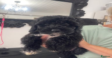 Cavapoo dogs - Advert 10