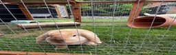Harlequin rabbits for sale: 6 month old female rabbit - Advert 3