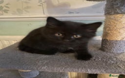 British Shorthair cats for sale: Stunning British short x Bengal  - Image 2