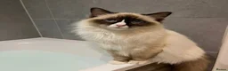 Ragdoll cats for sale: Beautiful 1 year old ragdoll - Advert 4