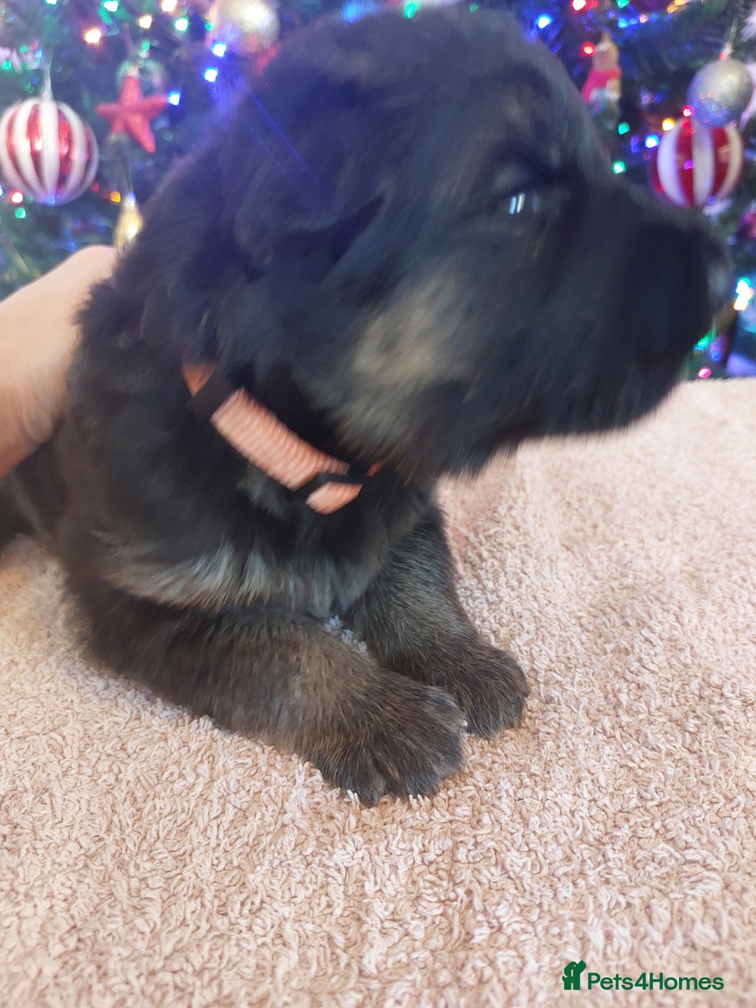 German Shepherd dogs for sale: Puppies  - Advert 8