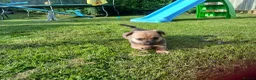 Pomchi dogs for sale: Pomchi - Advert 8