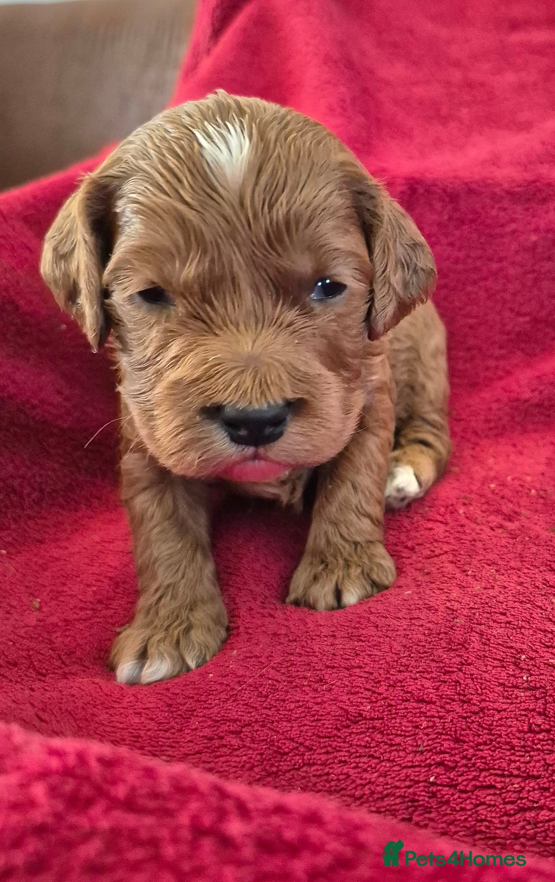 Cockapoo dogs for sale: F1 Cockapoo puppys - Advert 3