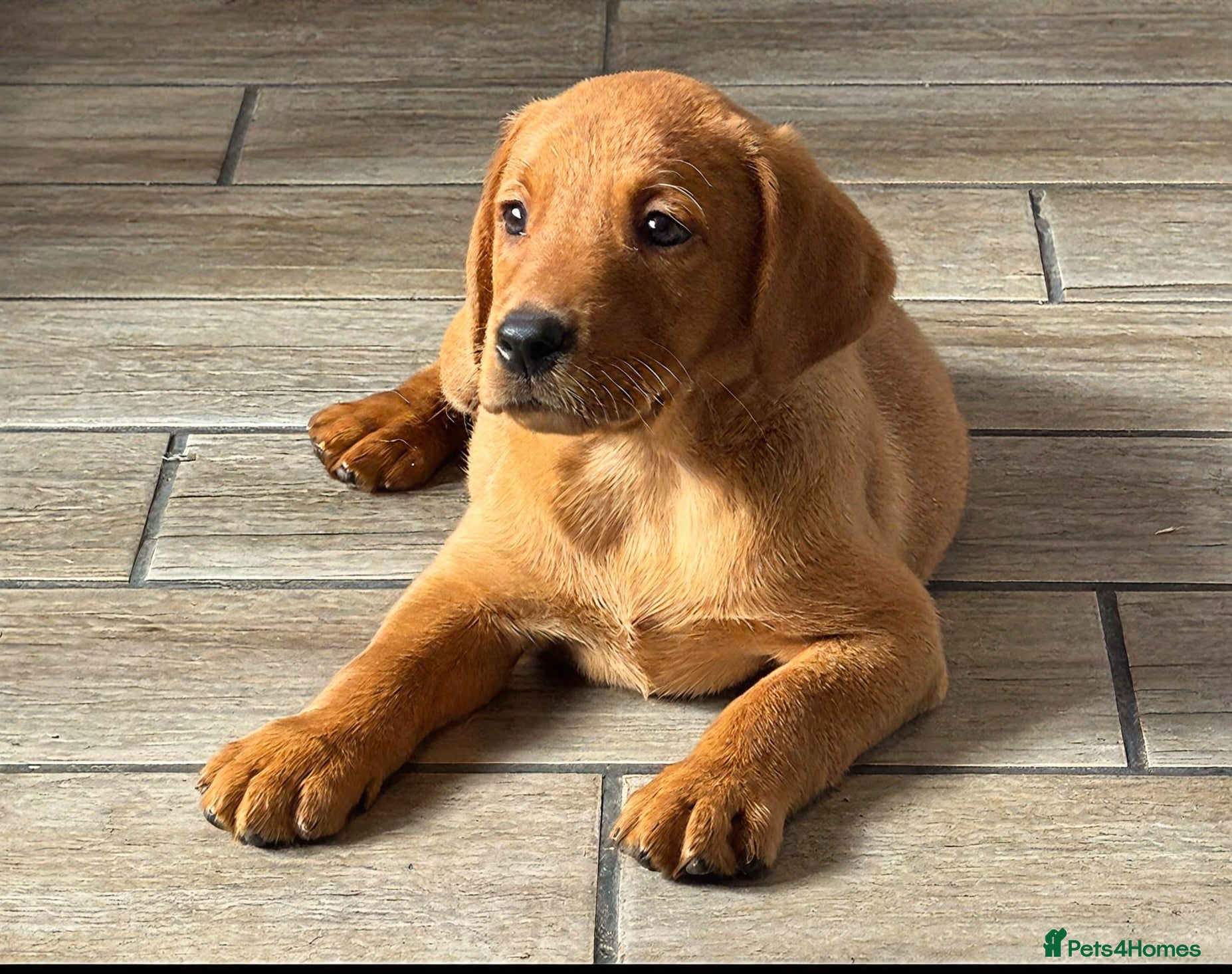 Labrador Retriever dogs Fox Red Pups - Advert 13