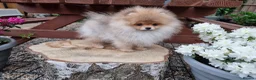 Pomeranian dogs for sale: Luxury Pomeranian puppies for sale!!! - Advert 17