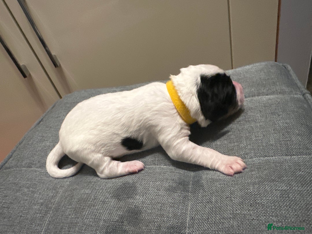 Mixed Breed dogs for sale: Border doodle - Image 16